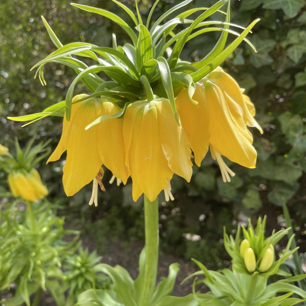 Kejserkrone Imperialis Lutea